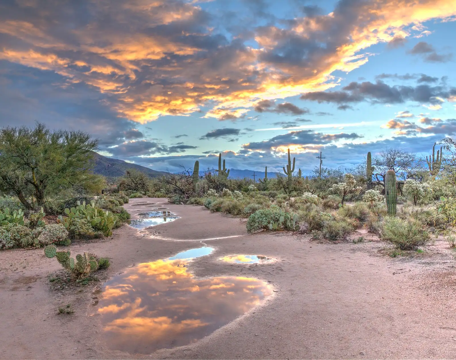 Desert landscape with cacti and rain puddles reflecting an orange sky